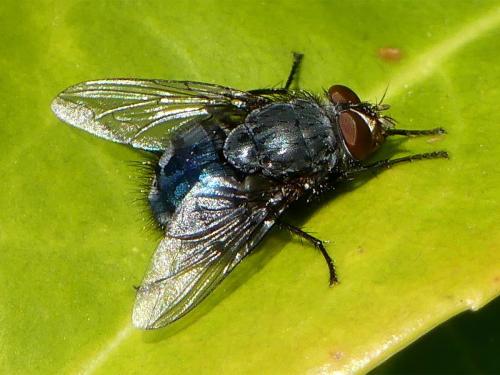 Réf. 295 243 : Calliphora vicina
